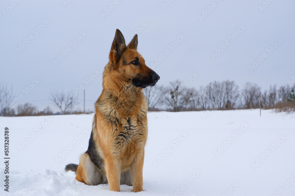 German young Shepherd dog performs the commands of the owner. German Shepherd sitting on the snow German young Shepherd dog performs the commands of the owner. German Shepherd sitting on the snow