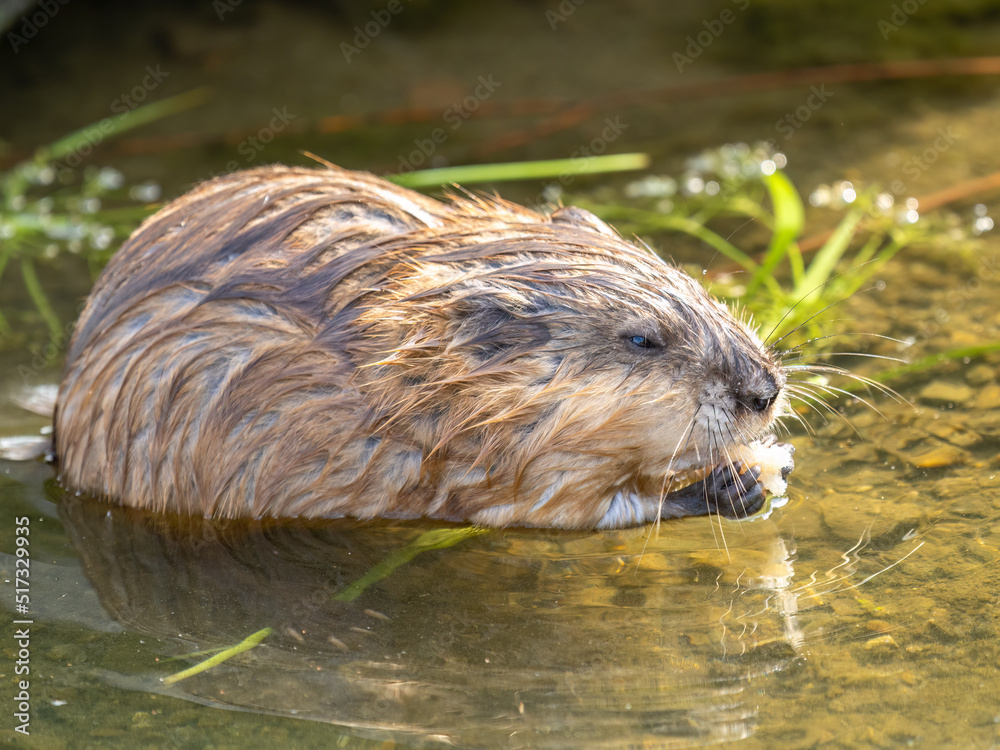 Wild animal Muskrat, Ondatra zibethicuseats, eats on the river bank Wild animal Muskrat, Ondatra zibethicuseats, eats on the river bank