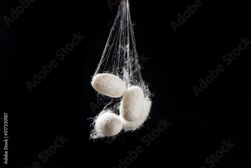 Natural silkworm cocoons isolated on black background