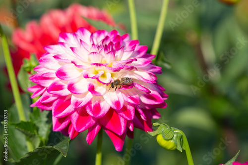 Dahlia flower