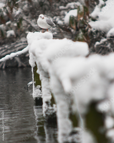 Seagull lands in Hyde Park