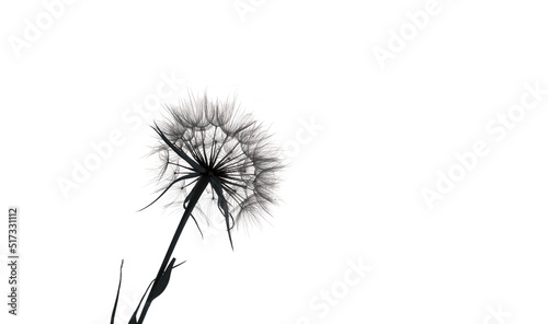 Beige dry Dandelion Silhouette on a white isolated background with copy space. Minimalistic stylish concept.
