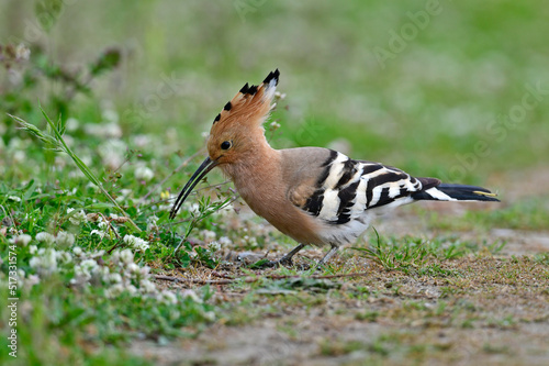 Eurasian hoopoe // Wiedehopf (Upupa epops) photo