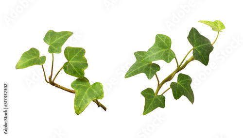 Set of ivy twigs with small...