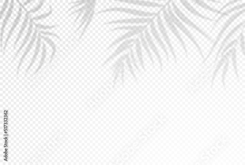 Realistic shadow of  palms leaves on transparent background. Tropical leaves shadow. Element for presentations and mockups