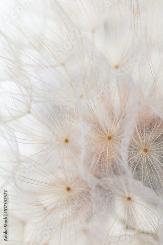 Abstract dandelion macro flower background. Seed macro closeup. Soft focus