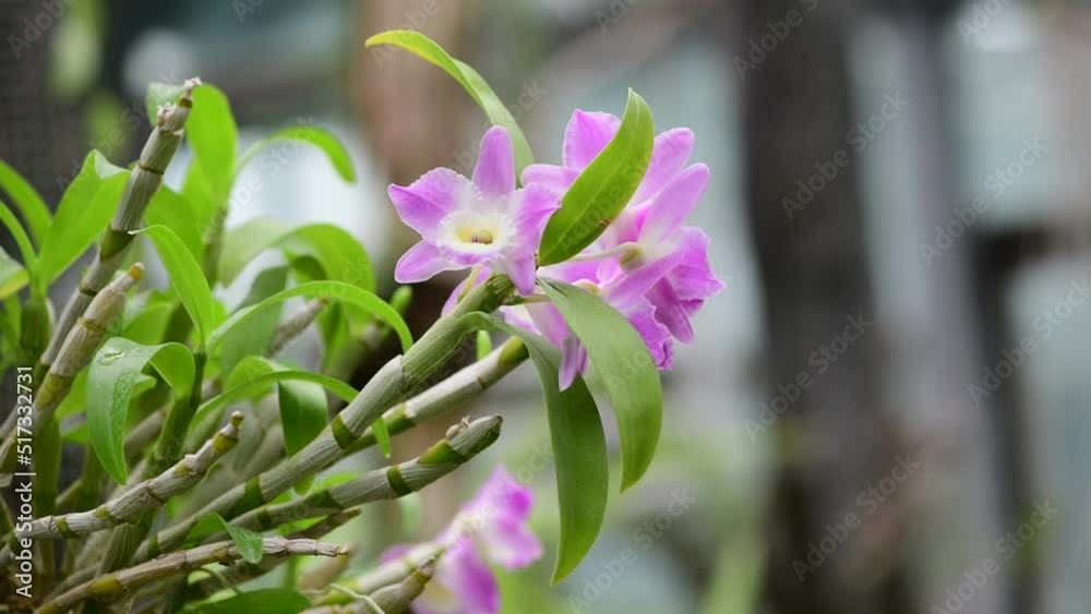Blooming beautiful orchid flowers in a tropical greenhouse, nature and gardening 4k video Blooming beautiful orchid flowers in a tropical greenhouse, nature and gardening 4k video