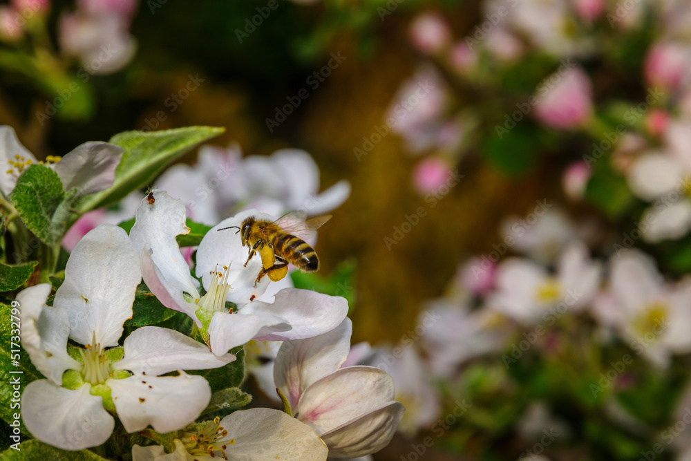 Pszczoła z nektarem - obrazy, fototapety, plakaty 