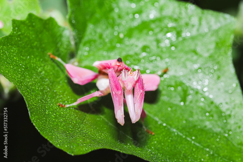 Orchid mantis, Pink orchid mantis, Hymenopus coronatus, Walking flower mantis or Flower mantises photo