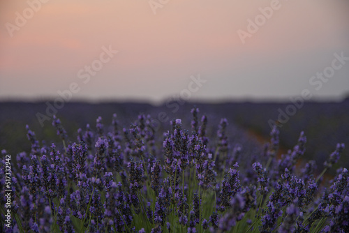 lavender fields in brihuega, spain. sunset in the lavender fields.