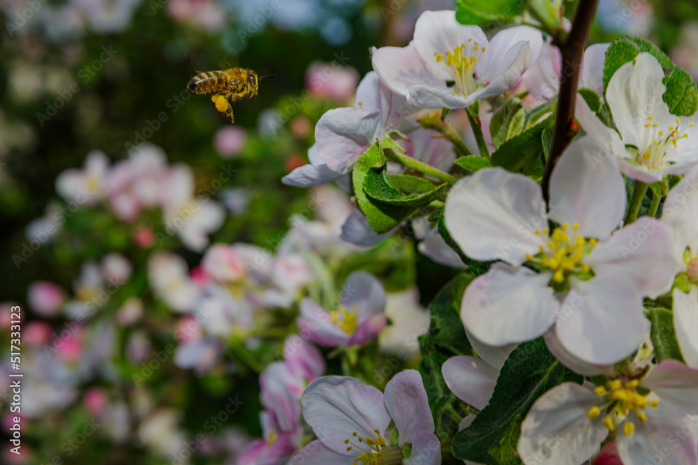 Obraz na płótnie Pszczoła i kwiaty w salonie