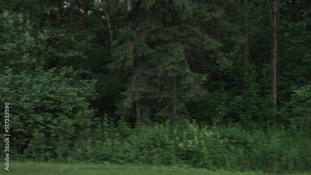 Slow motion driving plate side view of mixed forest in summer smooth ride Slow motion driving plate side view of mixed forest in summer smooth ride