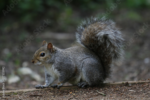 Grey Squirrel, London, Unitd Kingdom © Kim