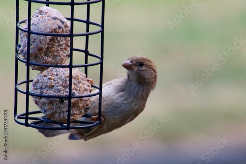 Fototapeta sparrow