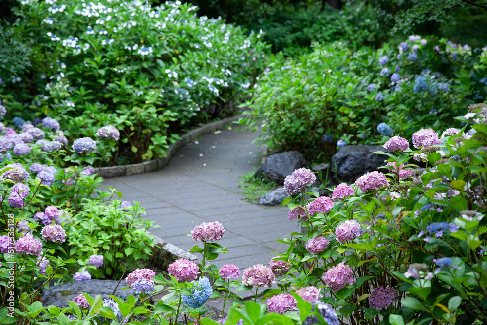 雨上がりの美しい紫陽花 雨上がりの美しい紫陽花