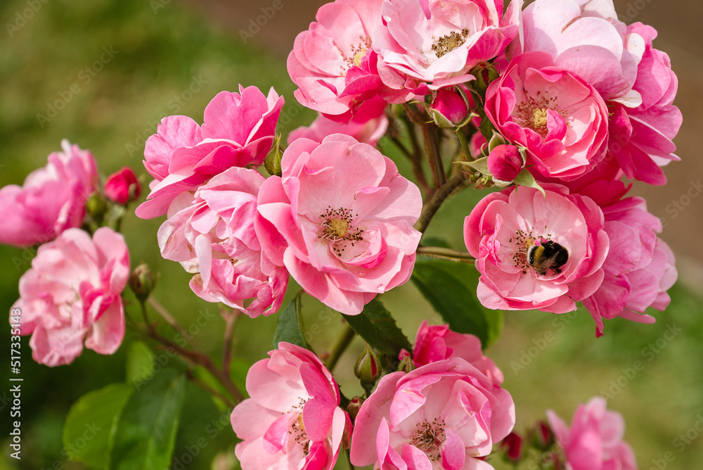 bumblebee sits on pink flower and collects nectar on blooming rose bush bumblebee sits on pink flower and collects nectar on blooming rose bush