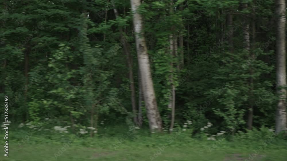 Slow motion driving plate side view of mixed forest in summer smooth ride Slow motion driving plate side view of mixed forest in summer smooth ride