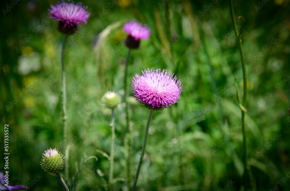 Thistle flower in  in the meadow.