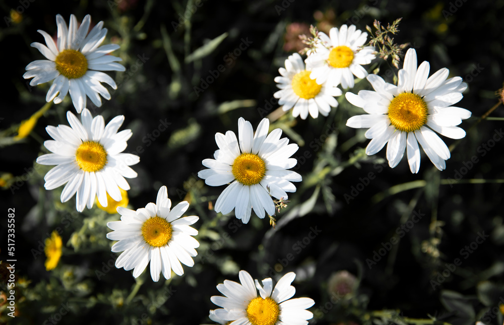 Fototapeta premium Beautiful daisies in a green meadow.