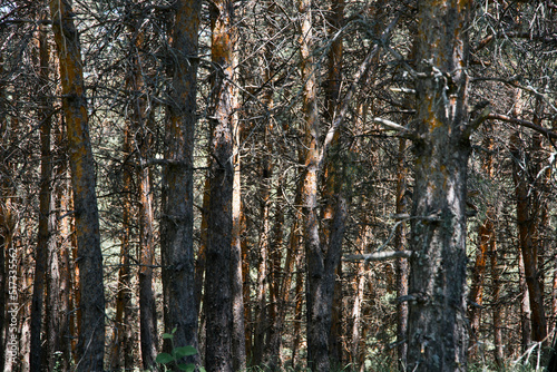 Trees   in the forest   bark background