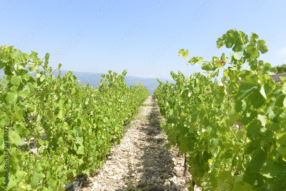 Row of vines in the vineyard