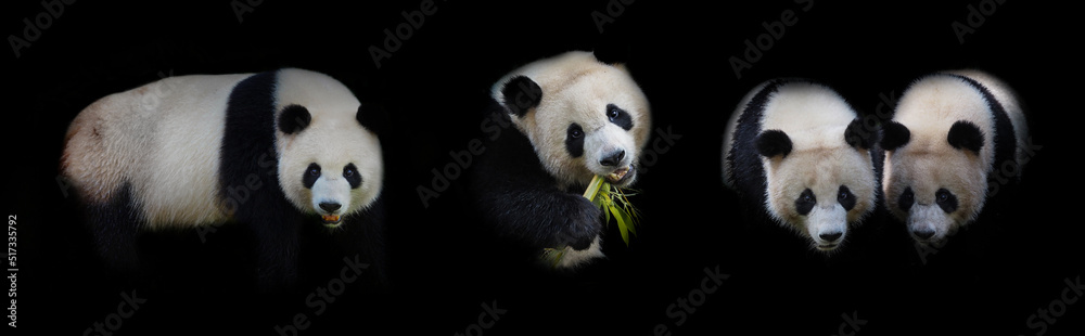 Fototapeta premium Giant panda on black - wallpaper