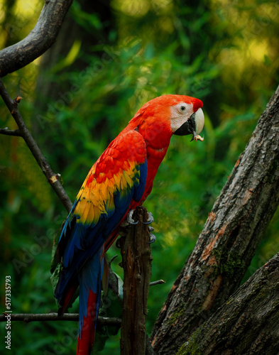 One ara parrot on brunch with green background