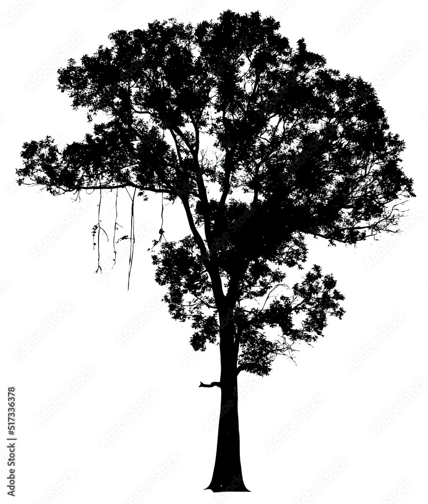 Fototapeta premium Tree isolated on white background. Clipping path included