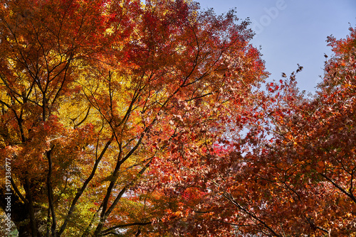 Autumn Leaves In a Mountain In Japan