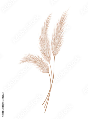 Pampas grass branch. Dry feathery head plume, used in flower arrangements, ornamental displays, interior decoration, fabric print, wallpaper, wedding card. Golden ornament element in boho style