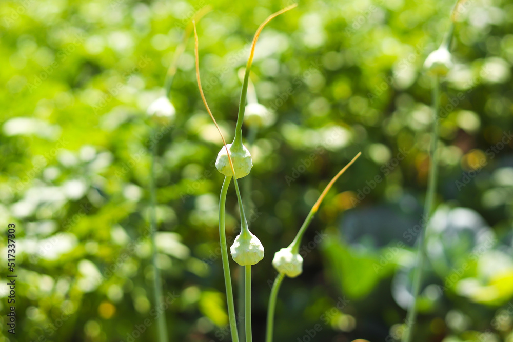The arrows of young garlic, beautiful background. The arrows of young garlic, beautiful background.