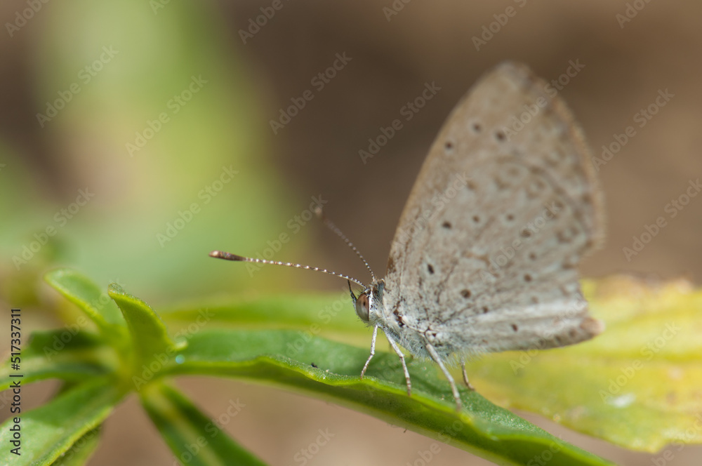 Gossamer-winged butterfly on a leaf. Niokolo Koba National Park. Tambacounda. Senegal. Gossamer-winged butterfly on a leaf. Niokolo Koba National Park. Tambacounda. Senegal.