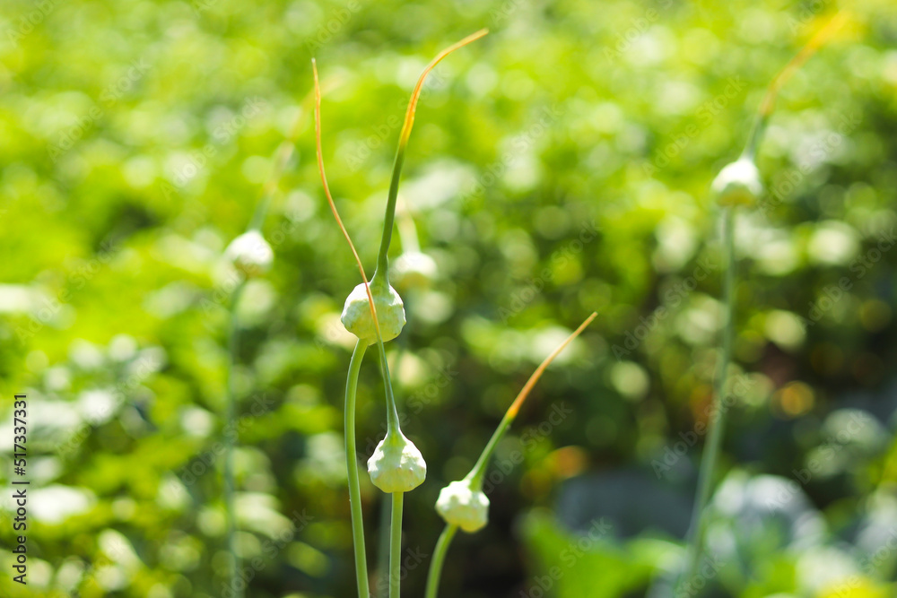The arrows of young garlic, beautiful background. The arrows of young garlic, beautiful background.