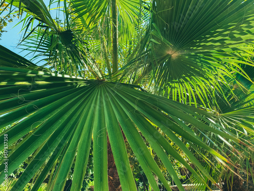 Fototapeta Naklejka Na Ścianę i Meble -  exotic green plants in a hot country. palm trees with long, green leaves. texture, natural background with palm branch