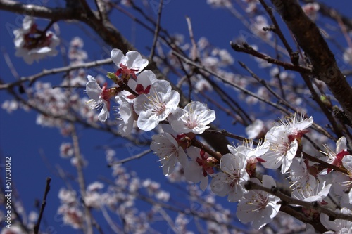 Flowering branch of apricot. Delicate flowers and a bee buzzing around them.