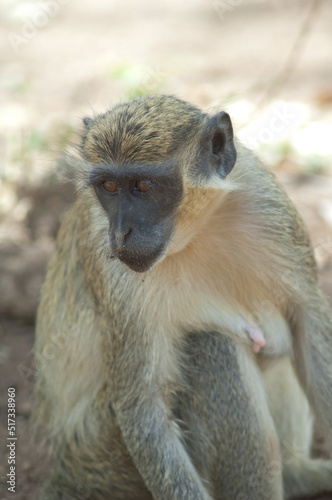 Green monkey Chlorocebus sabaeus in Niokolo Koba National Park. Tambacounda. Senegal.