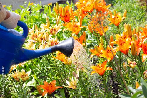 a person watering from a watering can of lilies