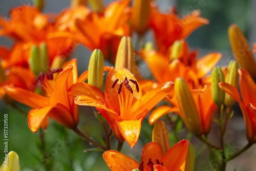 orange tiger lily flowers close-up