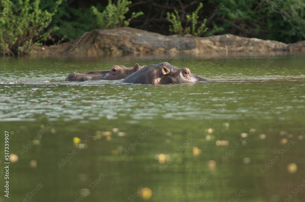 Fototapeta premium Hippos Hippopotamus amphibius in the Gambia River. Niokolo Koba National Park. Tambacounda. Senegal.