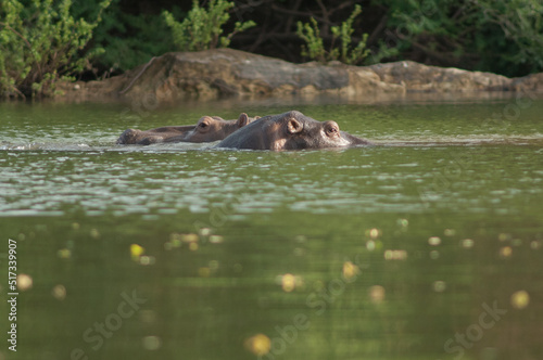 Hippos Hippopotamus amphibius in the Gambia River. Niokolo Koba National Park. Tambacounda. Senegal.