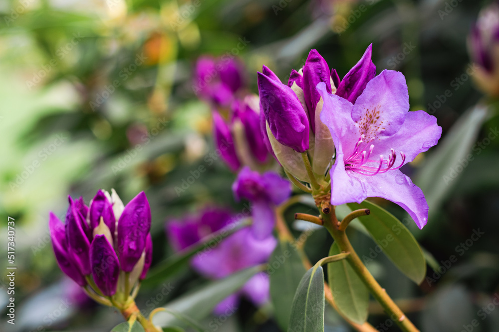 Purple buds of rhododendron flowers among green leaves in sunny weather Purple buds of rhododendron flowers among green leaves in sunny weather
