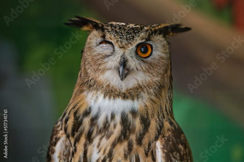 The common owl, bubo bubo, winked with one eye while sitting in the zoo enclosure. Portrait. Close-up.