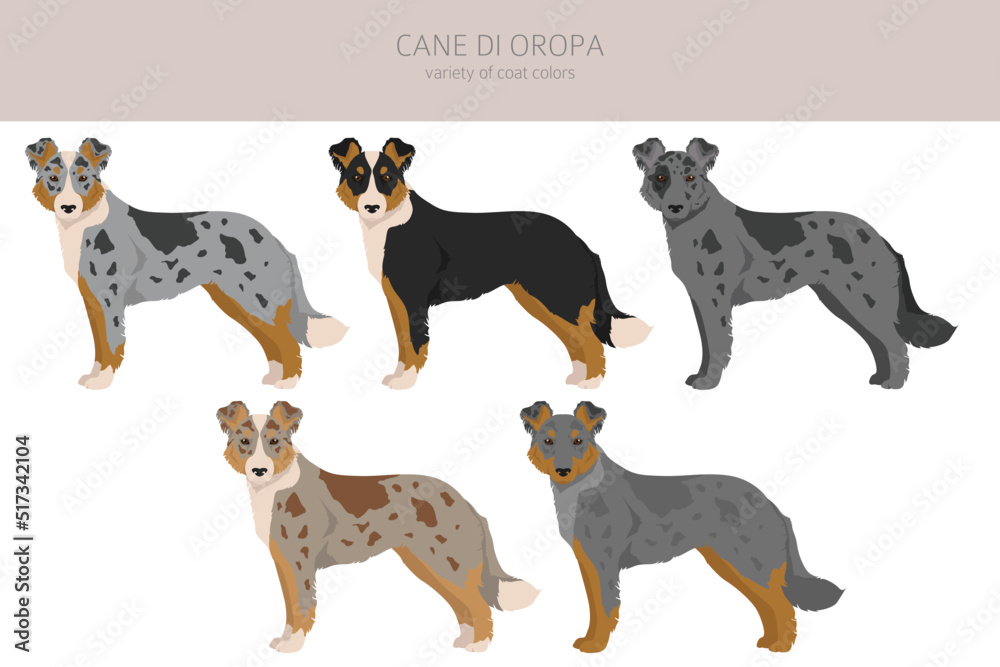 Cane di Oropa clipart. Different poses, coat colors set