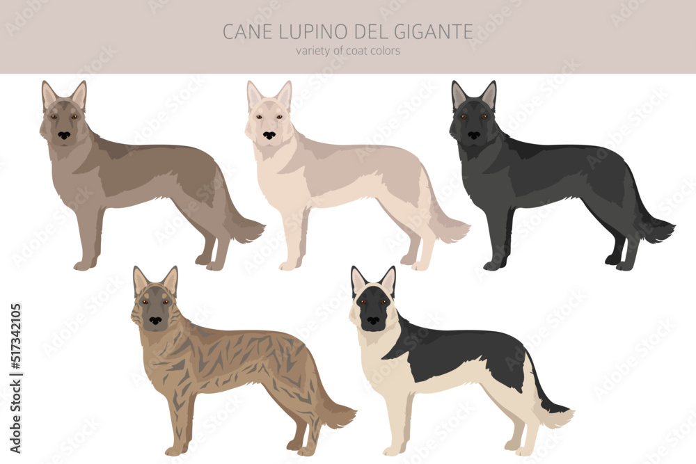 Cane Lupino del Gigante clipart. Different poses, coat colors set