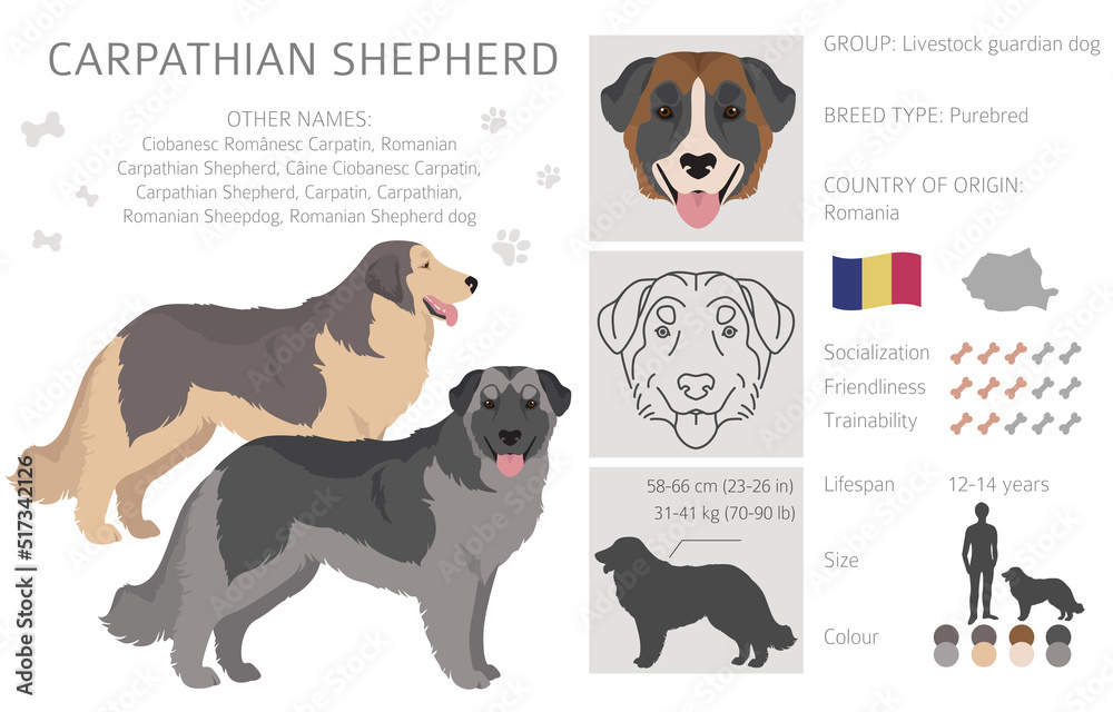 Carpathian shepherd dog clipart. Different poses, coat colors set