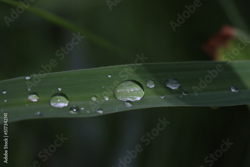  dew drops on a blade of grass close macro