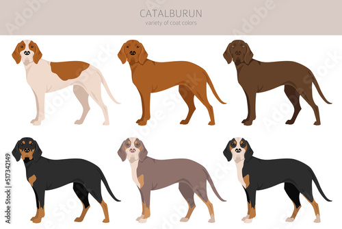 Catalburun, Turkish double nose Pointer clipart. Different poses, coat colors set