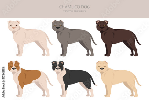 Chamuco dog clipart. Different poses, coat colors set