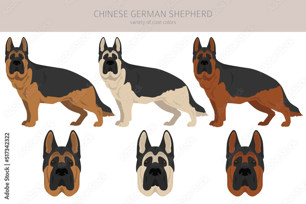 Chinese German shepherd clipart. Different poses, coat colors set