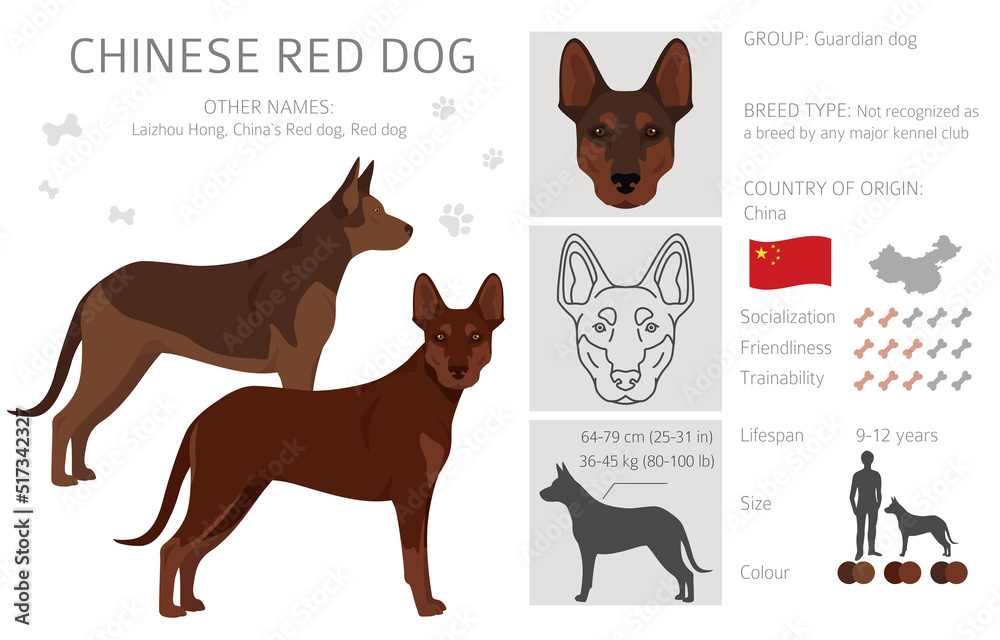 Chinese Red dog clipart. Different poses, coat colors set